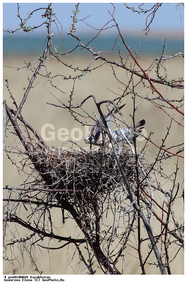 ������������� ����������, ������������� ��������������� ��������� ����������, ��������������� ��������������� ��������� ����������, ���������, ������� ����, ����������� ����, ��������, ��������, �����, �����, ��������, �����������, ������ �����, ������ �����, XYZ, ���������, Falconidae, �������, �������, �������, ���������, ��������, �����, �������, ��������, Falco columbarius