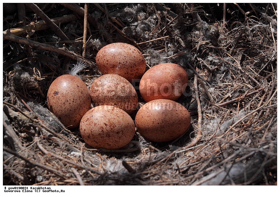 ������������� ����������, ������������� ��������������� ��������� ����������, ��������������� ��������������� ��������� ����������, ���������, ������� ����, ����������� ����, ��������, ��������, �����, �����, ��������, �����������, ������ �����, ������ �����, XYZ, ���������, Falconidae, ������������ ���������, Falco tinnunculus