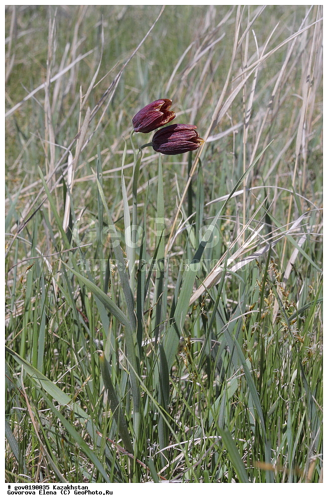 ������������� ����������, ������������� ��������������� ��������� ����������, ��������������� ��������������� ��������� ����������, ���������, ������� ����, ����������� ����, ��������, �����, ������ ��������, ���������� ��������, ������������ ��������, ������������ ��������, ����������� ��������, �����, ����������� ��������, �����, ����������� ��������, �����������, ������, �����, XYZ, ��������, Liliaceae, ������ �������������, ������ �����, Fritillaria meleagroides, Fritillaria minor