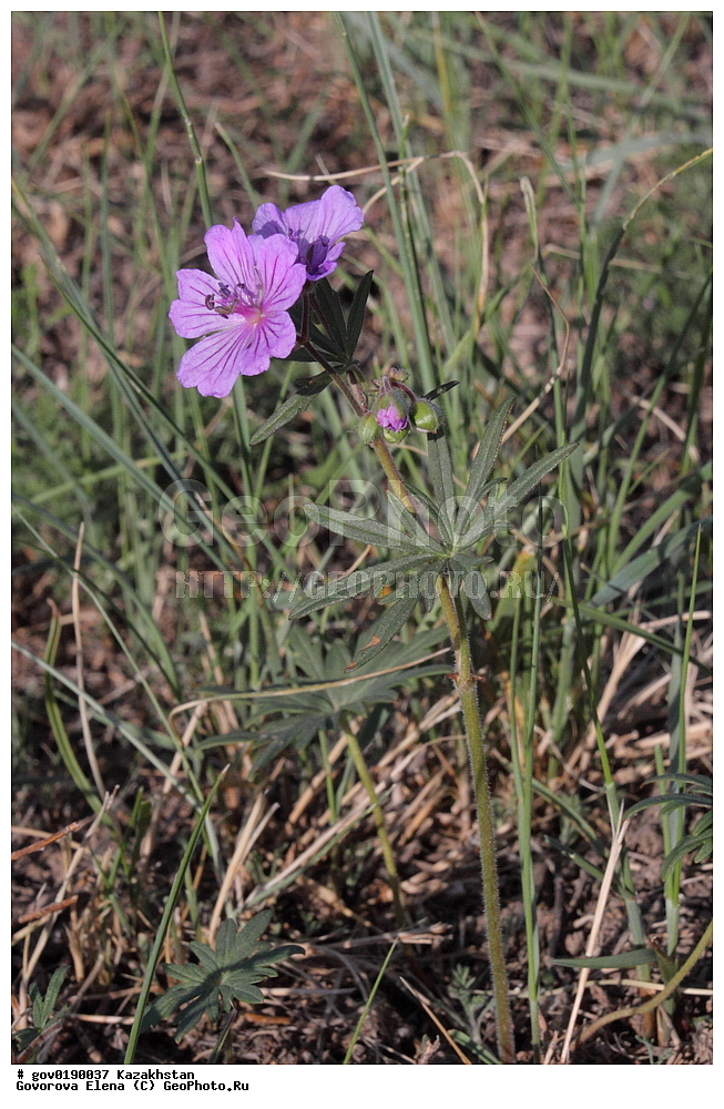 ������������� ����������, ������������� ��������������� ��������� ����������, ��������������� ��������������� ��������� ����������, ���������, ������� ����, ����������� ����, ��������, �����, ������ ��������, ���������� ��������, ������������ ��������, ������������ ��������, ����������� ��������, �����, ����������� ��������, �����, ����������� ��������, �����������, ������, �����, XYZ, ����������, Geraniaceae, ������ ����������, ������ ������������������, Geranium transversale, Geranium linearilobum ssp. transversale, ������������ ��������, ������������ ��������, ������������, ������������