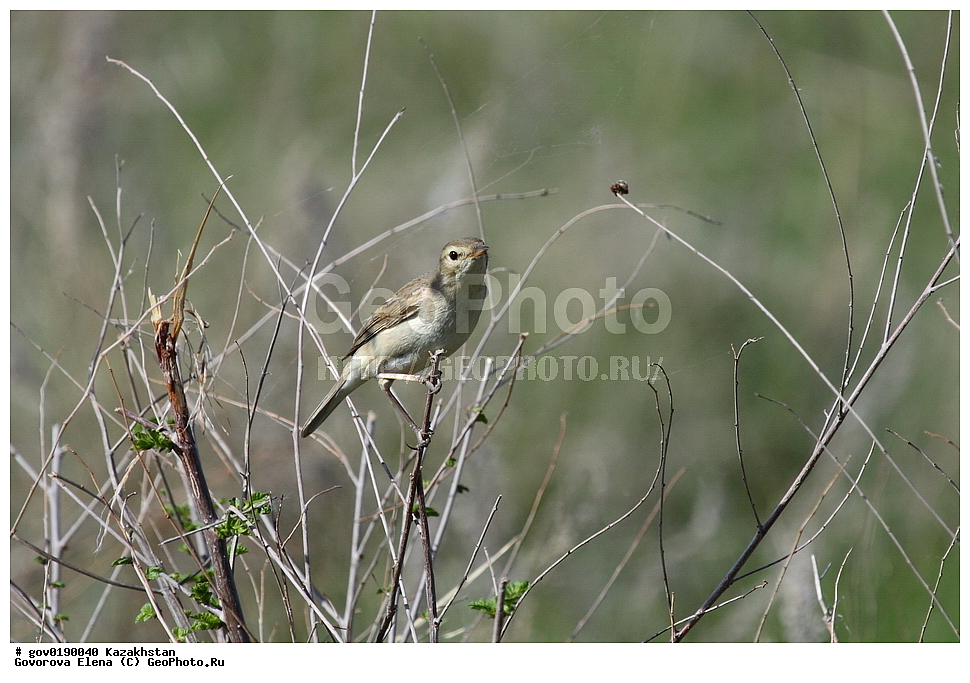 ������������� ����������, ������������� ��������������� ��������� ����������, ��������������� ��������������� ��������� ����������, ���������, ������� ����, ����������� ����, ��������, ��������, �����, �����, ��������, �����������, XYZ, ���������, Sylviidae, �������� ����������, ����������, Hippolais caligata, Iduna caligata