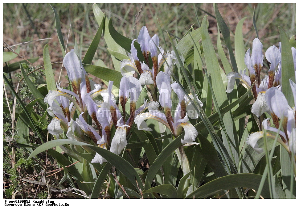 ������������� ����������, ������������� ��������������� ��������� ����������, ��������������� ��������������� ��������� ����������, ���������, ������� ����, ����������� ����, ��������, �����, ������ ��������, ���������� ��������, ������������ ��������, ������������ ��������, ����������� ��������, �����, ����������� ��������, �����, ����������� ��������, �����������, ������, �����, XYZ, ��������, �����������, Iridaceae, ���� ��������, ���� ������������, ���� ������������, ������� ������������, ������� ��������, Iris scariosa