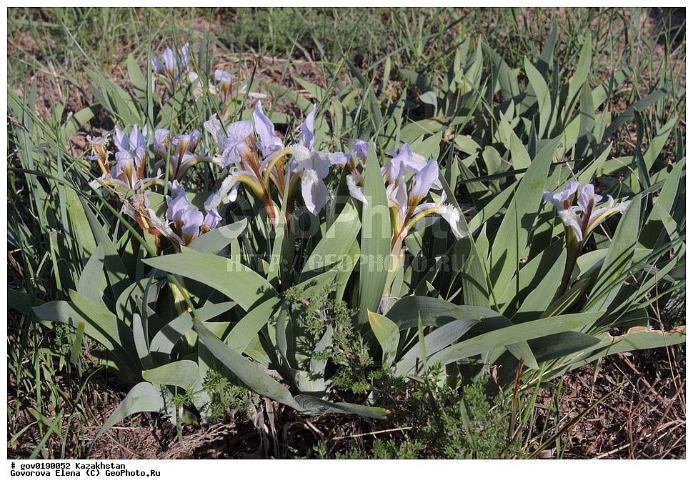 ������������� ����������, ������������� ��������������� ��������� ����������, ��������������� ��������������� ��������� ����������, ���������, ������� ����, ����������� ����, ��������, �����, ������ ��������, ���������� ��������, ������������ ��������, ������������ ��������, ����������� ��������, �����, ����������� ��������, �����, ����������� ��������, �����������, ������, �����, XYZ, ��������, �����������, Iridaceae, ���� ��������, ���� ������������, ���� ������������, ������� ������������, ������� ��������, Iris scariosa