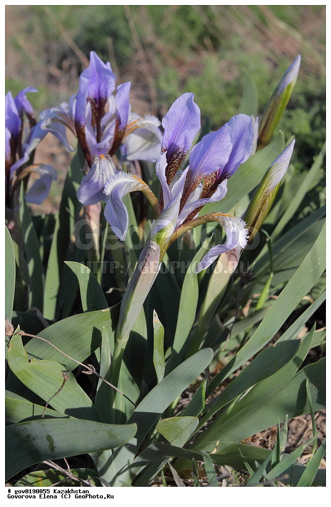 ������������� ����������, ������������� ��������������� ��������� ����������, ��������������� ��������������� ��������� ����������, ���������, ������� ����, ����������� ����, ��������, �����, ������ ��������, ���������� ��������, ������������ ��������, ������������ ��������, ����������� ��������, �����, ����������� ��������, �����, ����������� ��������, �����������, ������, �����, XYZ, ��������, �����������, Iridaceae, ���� ��������, ���� ������������, ���� ������������, ������� ������������, ������� ��������, Iris scariosa