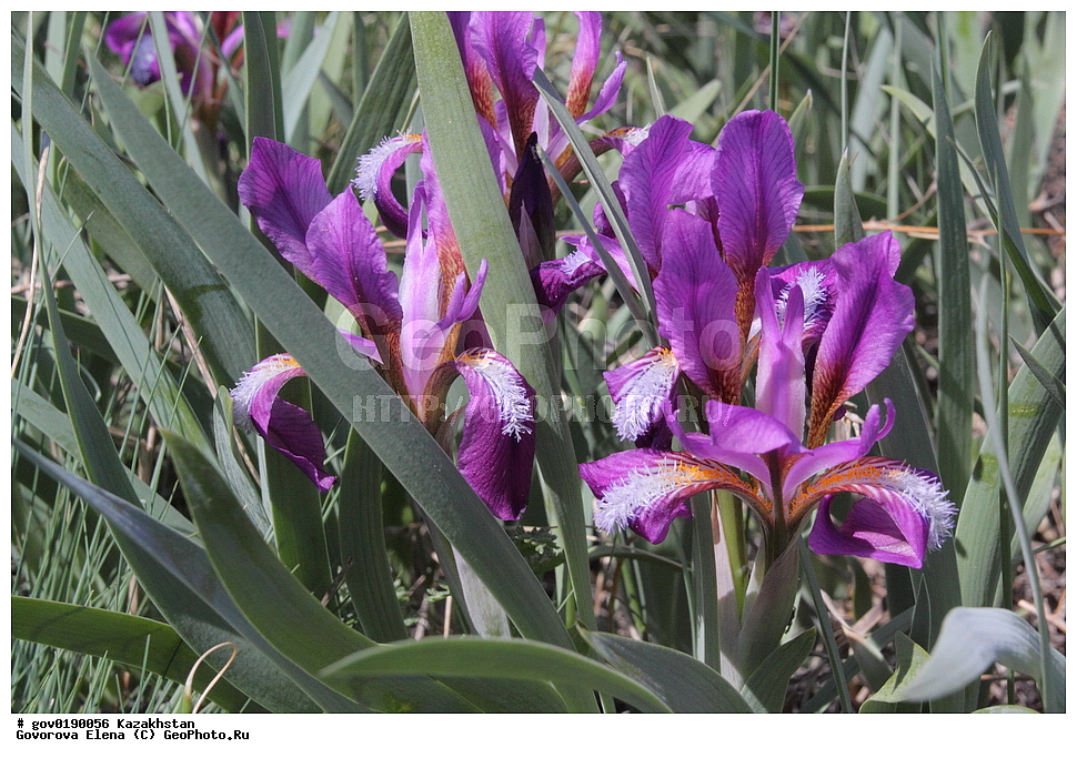 ������������� ����������, ������������� ��������������� ��������� ����������, ��������������� ��������������� ��������� ����������, ���������, ������� ����, ����������� ����, ��������, �����, ������ ��������, ���������� ��������, ������������ ��������, ������������ ��������, ����������� ��������, �����, ����������� ��������, �����, ����������� ��������, �����������, ������, �����, XYZ, ��������, �����������, Iridaceae, ���� ��������, ���� ������������, ���� ������������, ������� ������������, ������� ��������, Iris scariosa