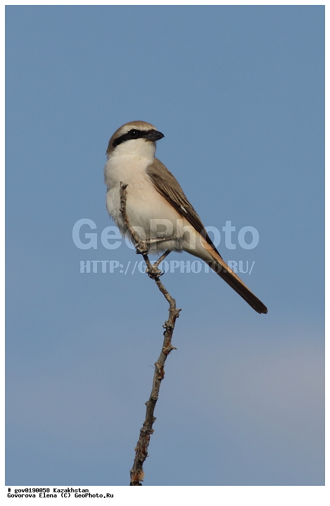  ������������� ����������, ������������� ��������������� ��������� ����������, ��������������� ��������������� ��������� ����������, ���������, ������� ����, ����������� ����, ��������, ��������, �����, �����, ��������, �����������, XYZ, �������������, Laniidae, ������������� �����, ������������� ���������, Lanius phoenicuroides, Lanius isabellinus phoenicuroides