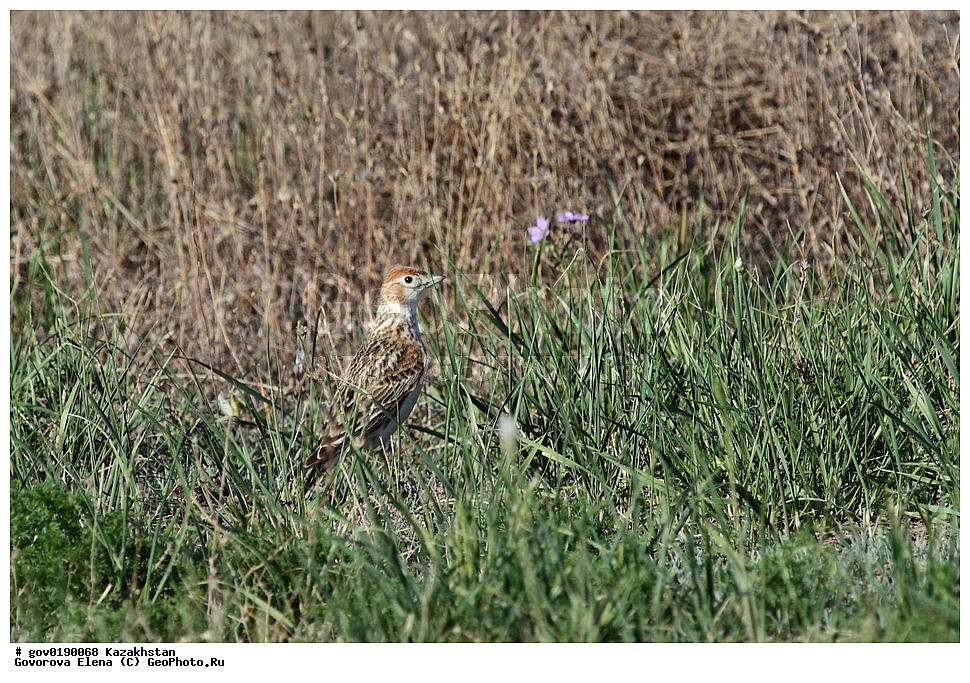 ������������� ����������, ������������� ��������������� ��������� ����������, ��������������� ��������������� ��������� ����������, ���������, ������� ����, ����������� ����, ��������, ��������, �����, �����, ��������, �����������, XYZ, ������������, Alaudidae, ���������� ���������, Melanocorypha leucoptera