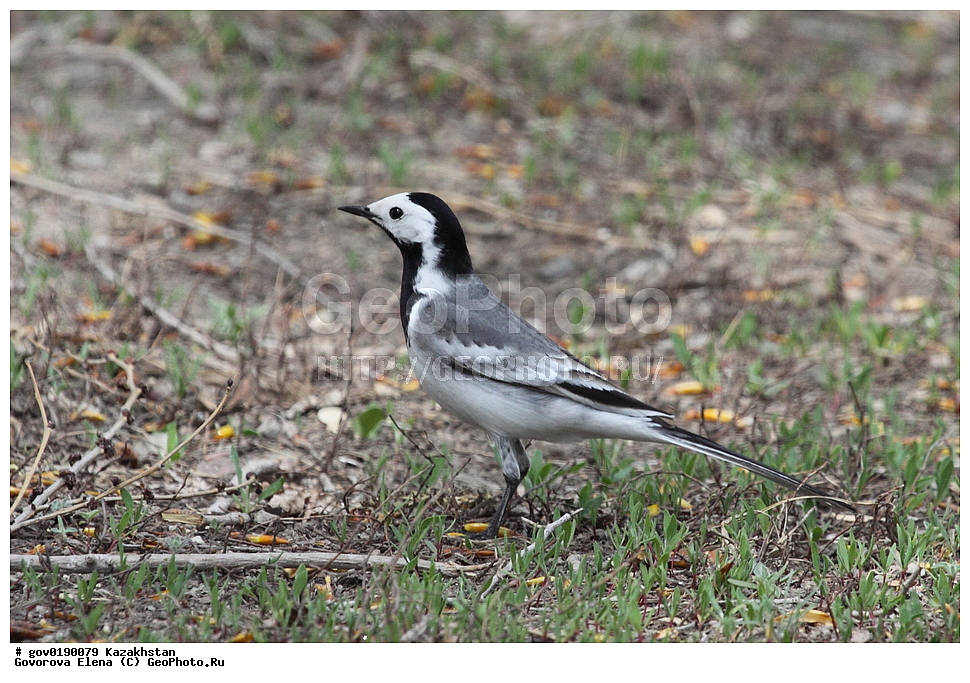 ������������� ����������, ������������� ��������������� ��������� ����������, ��������������� ��������������� ��������� ����������, ���������, ������� ����, ����������� ����, ��������, ��������, �����, �����, ��������, �����������, XYZ, �������������, Motacillidae, ����� ����������, Motacilla alba