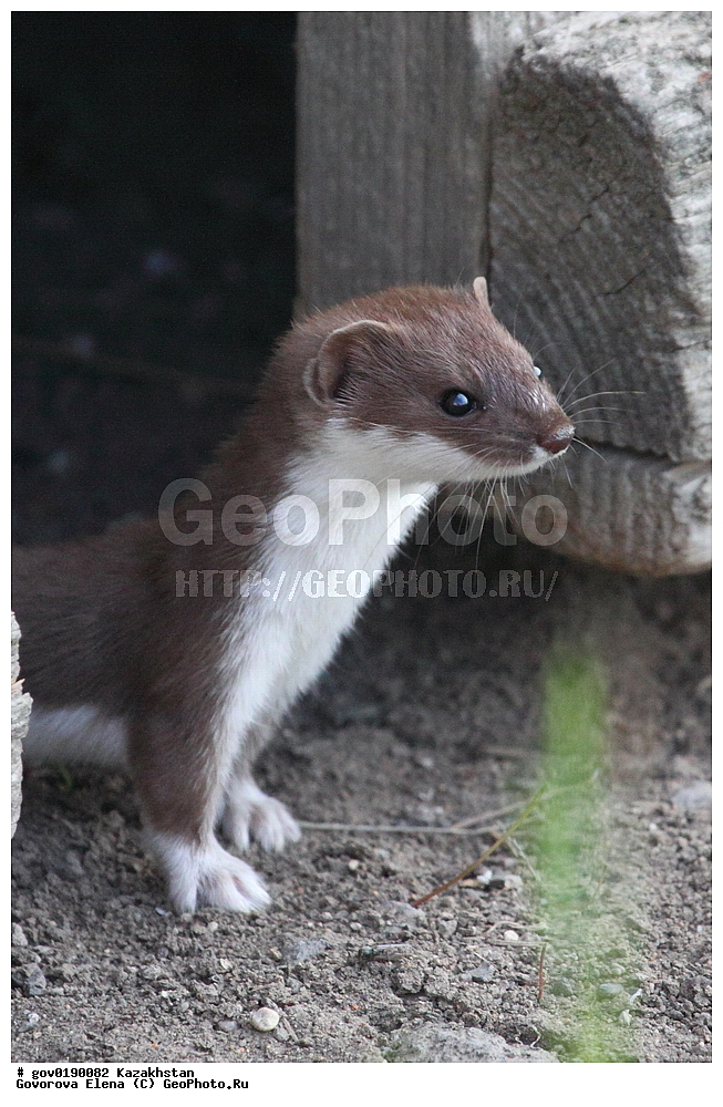 ������������� ����������, ������������� ��������������� ��������� ����������, ��������������� ��������������� ��������� ����������, ���������, ������� ����, ����������� ����, ��������, ��������, �������������, �������������, �����, �����, �������, ������, XYZ, �����, ���������, Mustelidae, ������������ �����, ����� �����, �����, Mustela nivalis