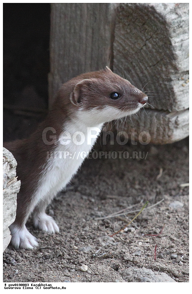 ������������� ����������, ������������� ��������������� ��������� ����������, ��������������� ��������������� ��������� ����������, ���������, ������� ����, ����������� ����, ��������, ��������, �������������, �������������, �����, �����, �������, ������, XYZ, �����, ���������, Mustelidae, ������������ �����, ����� �����, �����, Mustela nivalis