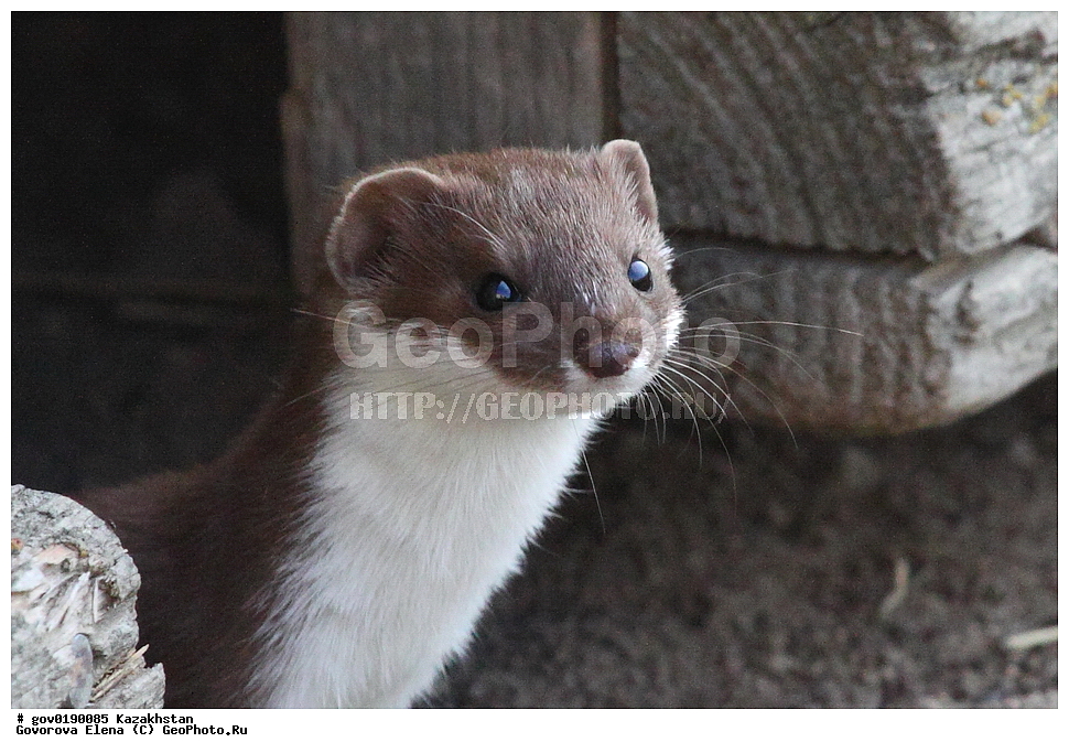 ������������� ����������, ������������� ��������������� ��������� ����������, ��������������� ��������������� ��������� ����������, ���������, ������� ����, ����������� ����, ��������, ��������, �������������, �������������, �����, �����, �������, ������, XYZ, �����, ���������, Mustelidae, ������������ �����, ����� �����, �����, Mustela nivalis