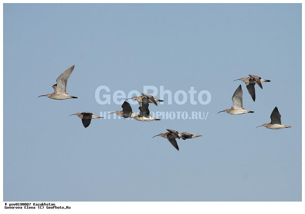 ������������� ����������, ������������� ��������������� ��������� ����������, ��������������� ��������������� ��������� ����������, ���������, ������� ����, ����������� ����, ��������, ��������, �����, �����, ��������, �����������, �����, ������, XYZ, ���������, Scolopacidae, ������� ��������, Numenius phaeopus