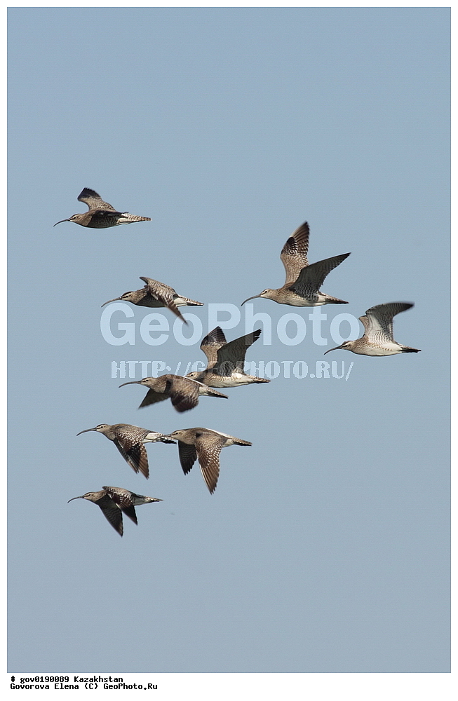 ������������� ����������, ������������� ��������������� ��������� ����������, ��������������� ��������������� ��������� ����������, ���������, ������� ����, ����������� ����, ��������, ��������, �����, �����, ��������, �����������, �����, ������, XYZ, ���������, Scolopacidae, ������� ��������, Numenius phaeopus