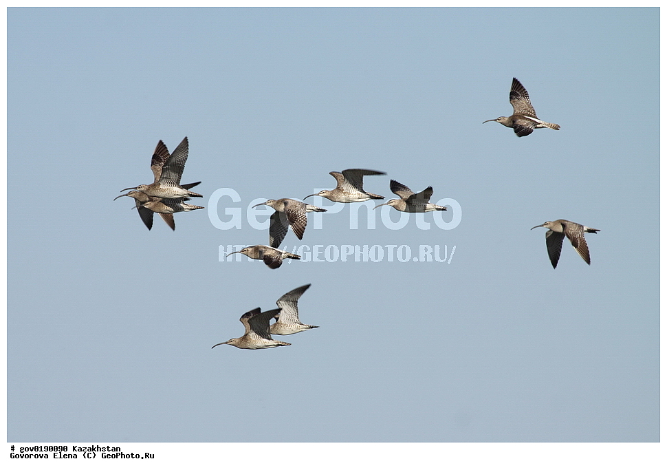 ������������� ����������, ������������� ��������������� ��������� ����������, ��������������� ��������������� ��������� ����������, ���������, ������� ����, ����������� ����, ��������, ��������, �����, �����, ��������, �����������, �����, ������, XYZ, ���������, Scolopacidae, ������� ��������, Numenius phaeopus