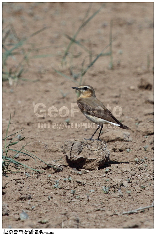 ������������� ����������, ������������� ��������������� ��������� ����������, ��������������� ��������������� ��������� ����������, ���������, ������� ����, ����������� ����, ��������, ��������, �����, �����, ��������, �����������, XYZ, ������������, Muscicapidae, �������, ������������ �������, Oenanthe oenanthe