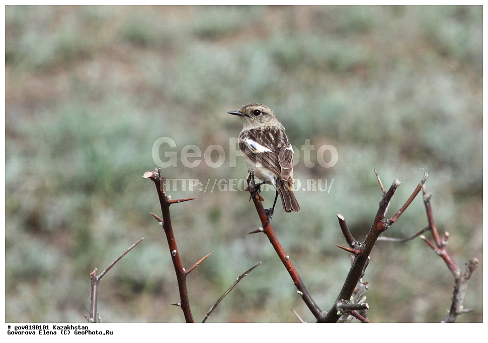 ������������� ����������, ������������� ��������������� ��������� ����������, ��������������� ��������������� ��������� ����������, ���������, ������� ����, ����������� ����, ��������, ��������, �����, �����, ��������, �����������, XYZ, ������������, Muscicapidae, ������������ �����, ����������� ������������ �����, Saxicola torquatus, Saxicola torquata