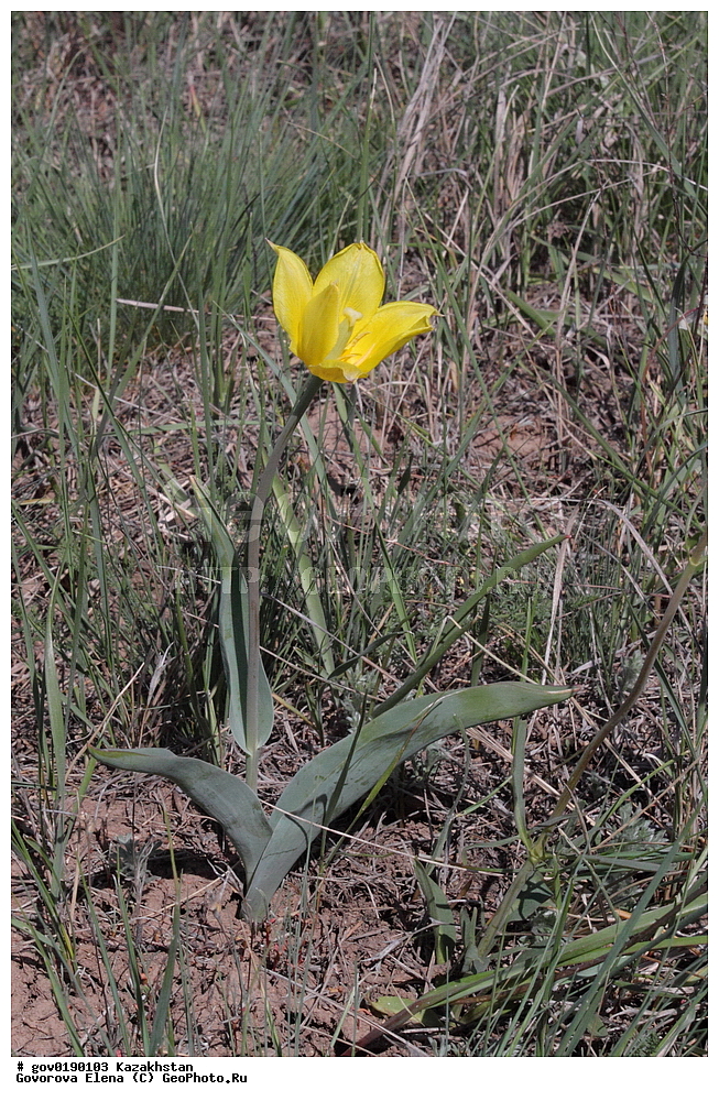 ������������� ����������, ������������� ��������������� ��������� ����������, ��������������� ��������������� ��������� ����������, ���������, ������� ����, ����������� ����, ��������, �����, ������ ��������, ���������� ��������, ������������ ��������, ������������ ��������, ����������� ��������, �����, ����������� ��������, �����, ����������� ��������, �����������, ������, �����, XYZ, ��������, Liliaceae, ������� �������, ������� ��������, ������� ������, Tulipa gesneriana, Tulipa schrenkii, Tulipa suaveolens, Tulipa gesneriana var. minor, Tulipa gesneriana ssp. schrenkii, ������������ ��������, ������������ ��������, ������������, ������������, ���������� ��������, ���������� ��������, ��������