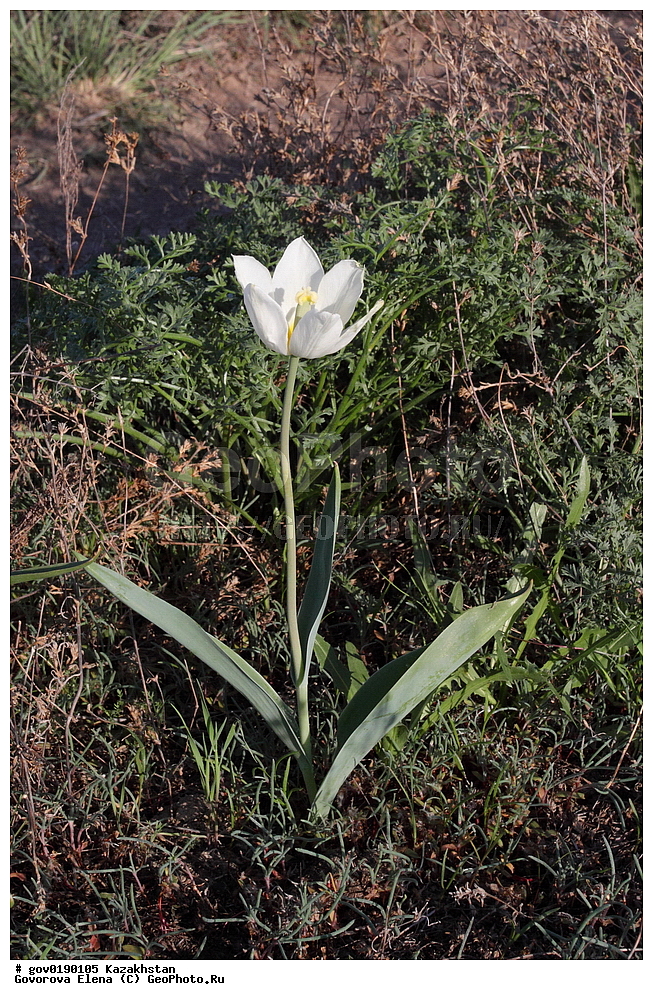 ������������� ����������, ������������� ��������������� ��������� ����������, ��������������� ��������������� ��������� ����������, ���������, ������� ����, ����������� ����, ��������, �����, ������ ��������, ���������� ��������, ������������ ��������, ������������ ��������, ����������� ��������, �����, ����������� ��������, �����, ����������� ��������, �����������, ������, �����, XYZ, ��������, Liliaceae, ������� �������, ������� ��������, ������� ������, Tulipa gesneriana, Tulipa schrenkii, Tulipa suaveolens, Tulipa gesneriana var. minor, Tulipa gesneriana ssp. schrenkii, ������������ ��������, ������������ ��������, ������������, ������������, ���������� ��������, ���������� ��������, ��������