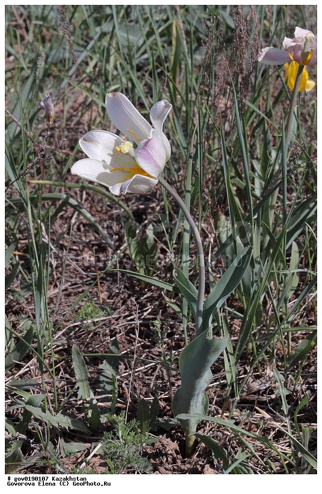 ������������� ����������, ������������� ��������������� ��������� ����������, ��������������� ��������������� ��������� ����������, ���������, ������� ����, ����������� ����, ��������, �����, ������ ��������, ���������� ��������, ������������ ��������, ������������ ��������, ����������� ��������, �����, ����������� ��������, �����, ����������� ��������, �����������, ������, �����, XYZ, ��������, Liliaceae, ������� �������, ������� ��������, ������� ������, Tulipa gesneriana, Tulipa schrenkii, Tulipa suaveolens, Tulipa gesneriana var. minor, Tulipa gesneriana ssp. schrenkii, ������������ ��������, ������������ ��������, ������������, ������������, ���������� ��������, ���������� ��������, ��������