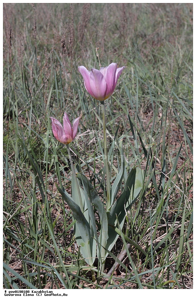 ������������� ����������, ������������� ��������������� ��������� ����������, ��������������� ��������������� ��������� ����������, ���������, ������� ����, ����������� ����, ��������, �����, ������ ��������, ���������� ��������, ������������ ��������, ������������ ��������, ����������� ��������, �����, ����������� ��������, �����, ����������� ��������, �����������, ������, �����, XYZ, ��������, Liliaceae, ������� �������, ������� ��������, ������� ������, Tulipa gesneriana, Tulipa schrenkii, Tulipa suaveolens, Tulipa gesneriana var. minor, Tulipa gesneriana ssp. schrenkii, ������������ ��������, ������������ ��������, ������������, ������������, ���������� ��������, ���������� ��������, ��������