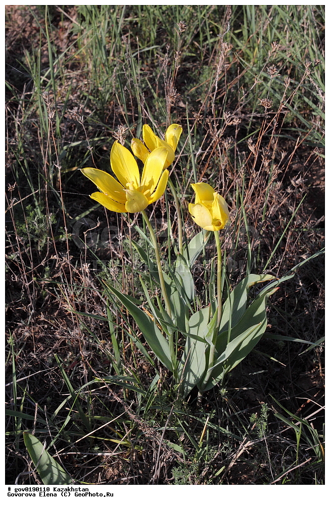 ������������� ����������, ������������� ��������������� ��������� ����������, ��������������� ��������������� ��������� ����������, ���������, ������� ����, ����������� ����, ��������, �����, ������ ��������, ���������� ��������, ������������ ��������, ������������ ��������, ����������� ��������, �����, ����������� ��������, �����, ����������� ��������, �����������, ������, �����, XYZ, ��������, Liliaceae, ������� �������, ������� ��������, ������� ������, Tulipa gesneriana, Tulipa schrenkii, Tulipa suaveolens, Tulipa gesneriana var. minor, Tulipa gesneriana ssp. schrenkii, ������������ ��������, ������������ ��������, ������������, ������������, ���������� ��������, ���������� ��������, ��������