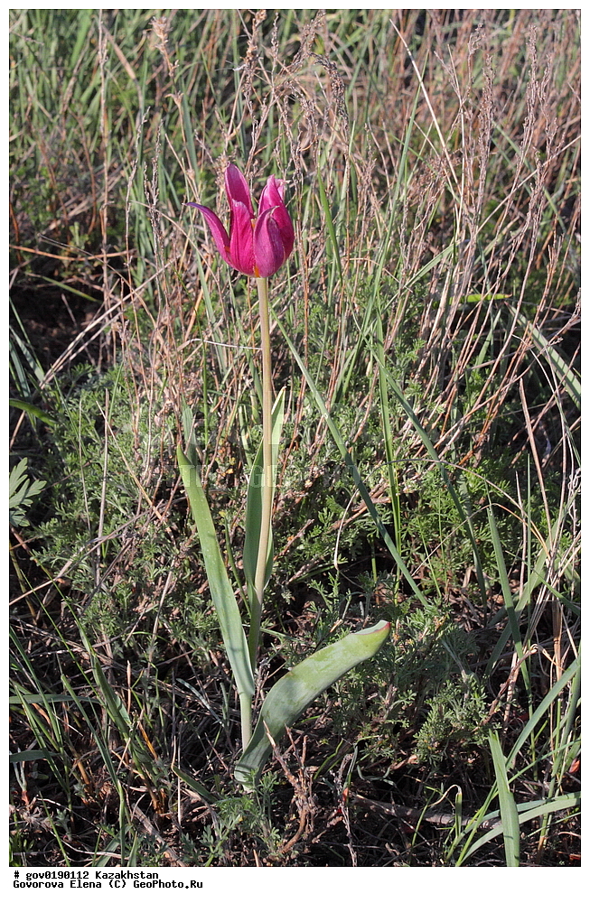 ������������� ����������, ������������� ��������������� ��������� ����������, ��������������� ��������������� ��������� ����������, ���������, ������� ����, ����������� ����, ��������, �����, ������ ��������, ���������� ��������, ������������ ��������, ������������ ��������, ����������� ��������, �����, ����������� ��������, �����, ����������� ��������, �����������, ������, �����, XYZ, ��������, Liliaceae, ������� �������, ������� ��������, ������� ������, Tulipa gesneriana, Tulipa schrenkii, Tulipa suaveolens, Tulipa gesneriana var. minor, Tulipa gesneriana ssp. schrenkii, ������������ ��������, ������������ ��������, ������������, ������������, ���������� ��������, ���������� ��������, ��������