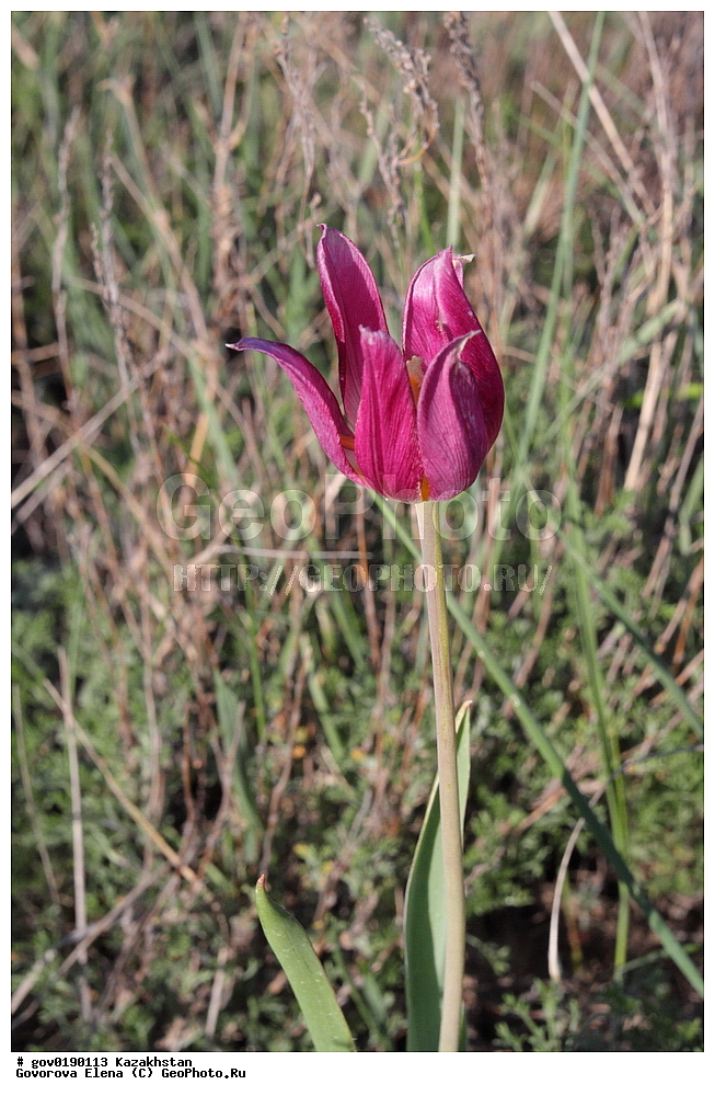 ������������� ����������, ������������� ��������������� ��������� ����������, ��������������� ��������������� ��������� ����������, ���������, ������� ����, ����������� ����, ��������, �����, ������ ��������, ���������� ��������, ������������ ��������, ������������ ��������, ����������� ��������, �����, ����������� ��������, �����, ����������� ��������, �����������, ������, �����, XYZ, ��������, Liliaceae, ������� �������, ������� ��������, ������� ������, Tulipa gesneriana, Tulipa schrenkii, Tulipa suaveolens, Tulipa gesneriana var. minor, Tulipa gesneriana ssp. schrenkii, ������������ ��������, ������������ ��������, ������������, ������������, ���������� ��������, ���������� ��������, ��������