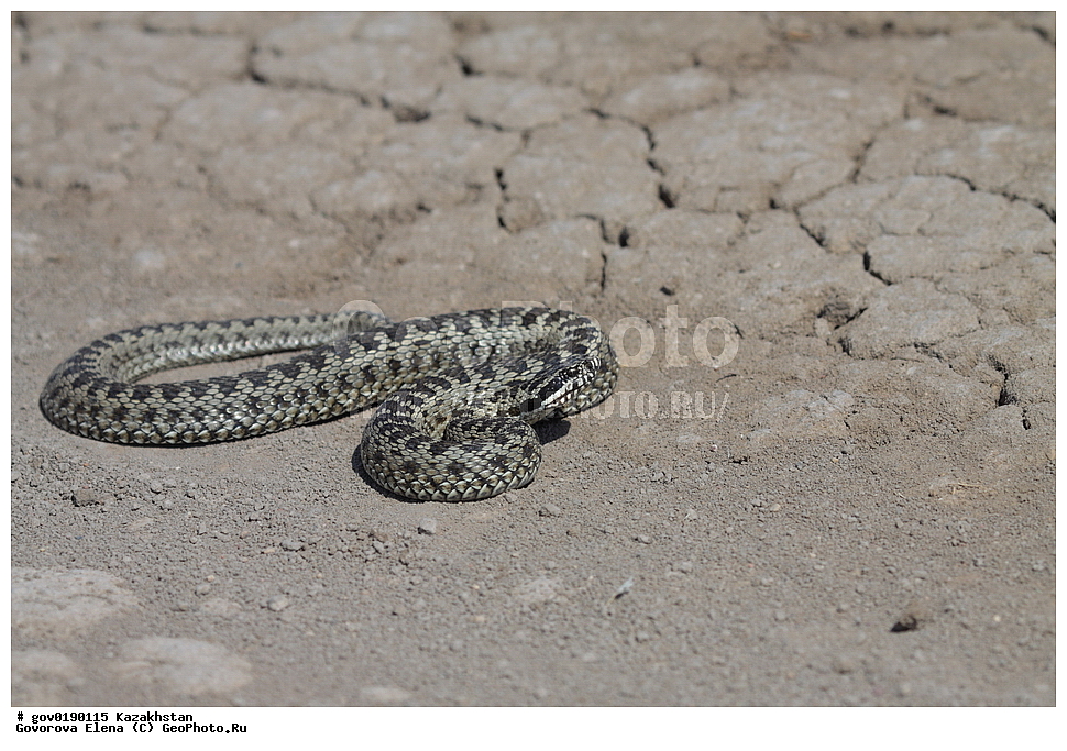 ������������� ����������, ������������� ��������������� ��������� ����������, ��������������� ��������������� ��������� ����������, ���������, ������� ����, ����������� ����, ��������, ��������, ��������������, ��������������, ��������, ��������, XYZ, �����������, Colubridae, ������� ������, �������� ������� ������, Vipera renardi, Vipera ursinii, Pelias renardi