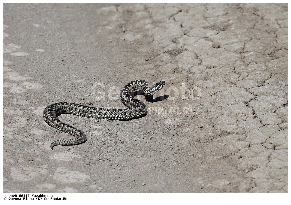 ������������� ����������, ������������� ��������������� ��������� ����������, ��������������� ��������������� ��������� ����������, ���������, ������� ����, ����������� ����, ��������, ��������, ��������������, ��������������, ��������, ��������, XYZ, �����������, Colubridae, ������� ������, �������� ������� ������, Vipera renardi, Vipera ursinii, Pelias renardi