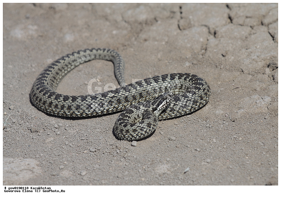 ������������� ����������, ������������� ��������������� ��������� ����������, ��������������� ��������������� ��������� ����������, ���������, ������� ����, ����������� ����, ��������, ��������, ��������������, ��������������, ��������, ��������, XYZ, �����������, Colubridae, ������� ������, �������� ������� ������, Vipera renardi, Vipera ursinii, Pelias renardi