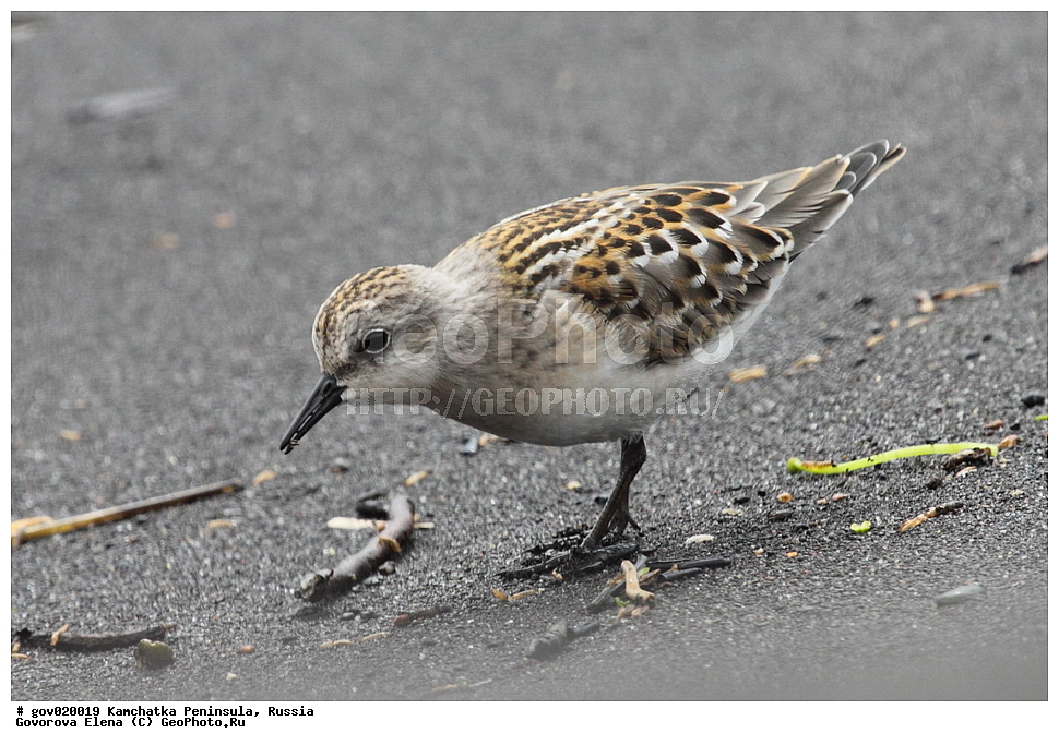 ���������� ��������, ���������� ����, ��������� ����������, ������, ��������, ��������, ��������, �����������, �����, �����, �����, ������, XYZ, ���������, Scolopacidae, ��������-�����������, Calidris ruficollis