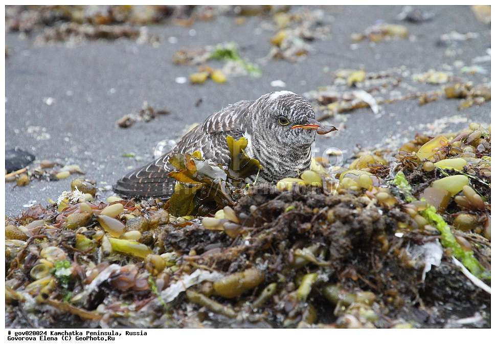 ���������� ��������, ���������� ����, ��������� ����������, ������, ��������, ��������, ��������, �����������, �����, �����, XYZ, ����������, Cuculidae, ������������ �������, Cuculus canorus