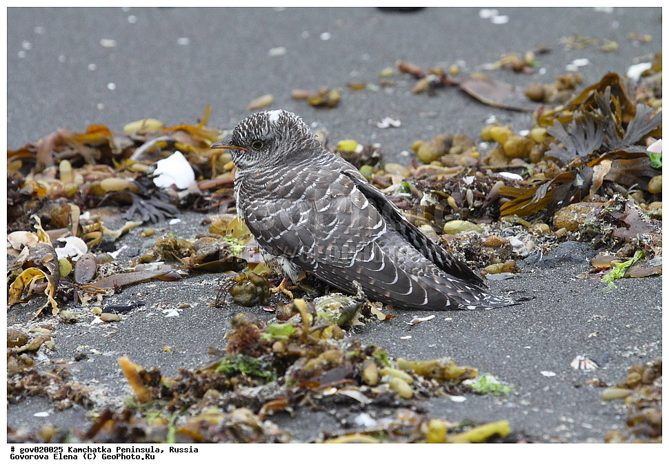 ���������� ��������, ���������� ����, ��������� ����������, ������, ��������, ��������, ��������, �����������, �����, �����, XYZ, ����������, Cuculidae, ������������ �������, Cuculus canorus