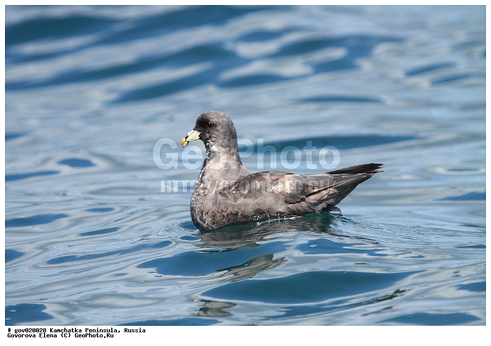 ���������� ��������, ���������� ����, ��������� ����������, ������, ��������, ��������, ��������, �����������, �����, �����, ������� �����, ������� �����, XYZ, ���������������, Procellariidae, ������, Fulmarus glacialis