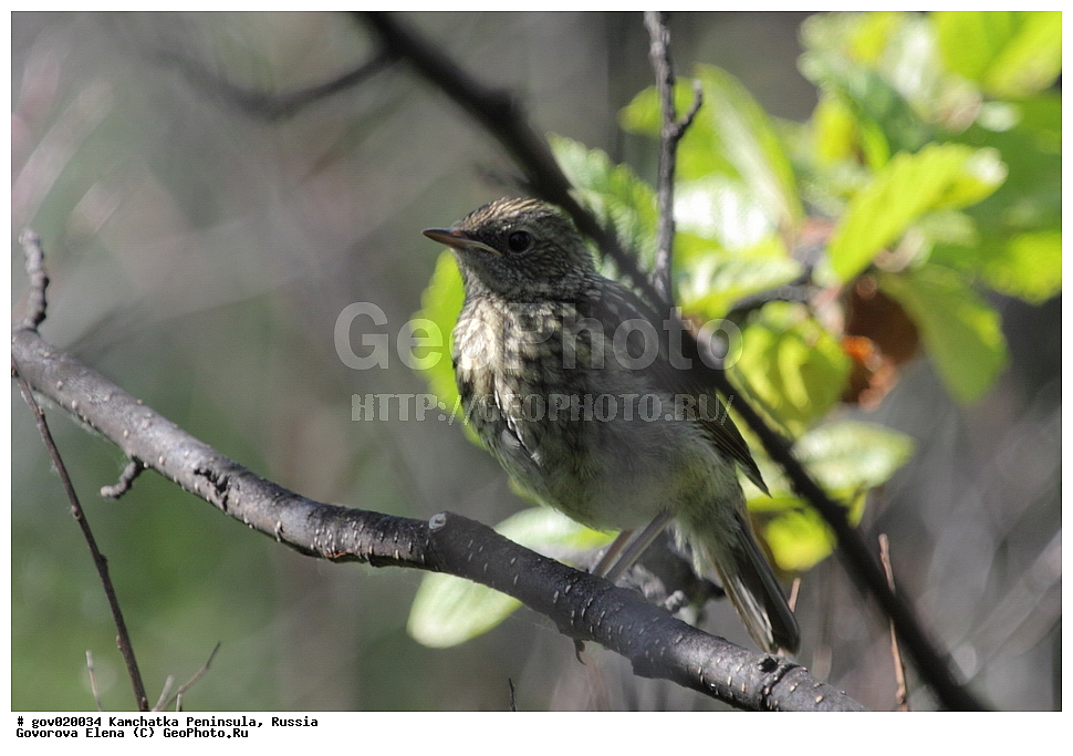 ���������� ��������, ���������� ����, ��������� ����������, ������, ��������, ��������, ��������, �����������, �����, �����, XYZ, ������������, Muscicapidae, �������-�������, Luscinia sibilans