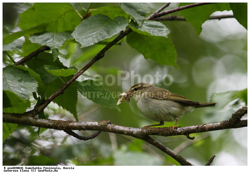 ���������� ��������, ���������� ����, ��������� ����������, ������, ��������, ��������, ��������, �����������, �����, �����, XYZ, ���������, Sylviidae, �������-�������, Phylloscopus borealis, ����������, Phylloscopidae, ����������, Phylloscopidae, ����������, Phylloscopidae, ����������, Phylloscopidae, ����������, Phylloscopidae, ����������, Phylloscopidae, ����������, Phylloscopidae