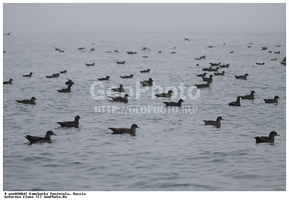 ���������� ��������, ���������� ����, ��������� ����������, ������, ��������, ��������, ��������, �����������, �����, �����, ������� �����, ������� �����, XYZ, ���������������, Procellariidae, ����������� �����������, Puffinus tenuirostris