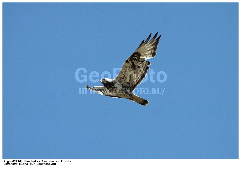 ���������� ��������, ���������� ����, ��������� ���� ��������, ������, ��������, ��������, �����, �����, ��������, �����������, ������ �����, ������ �����, XYZ, ����������, Accipitridae, ������, ���������� �����, Buteo lagopus