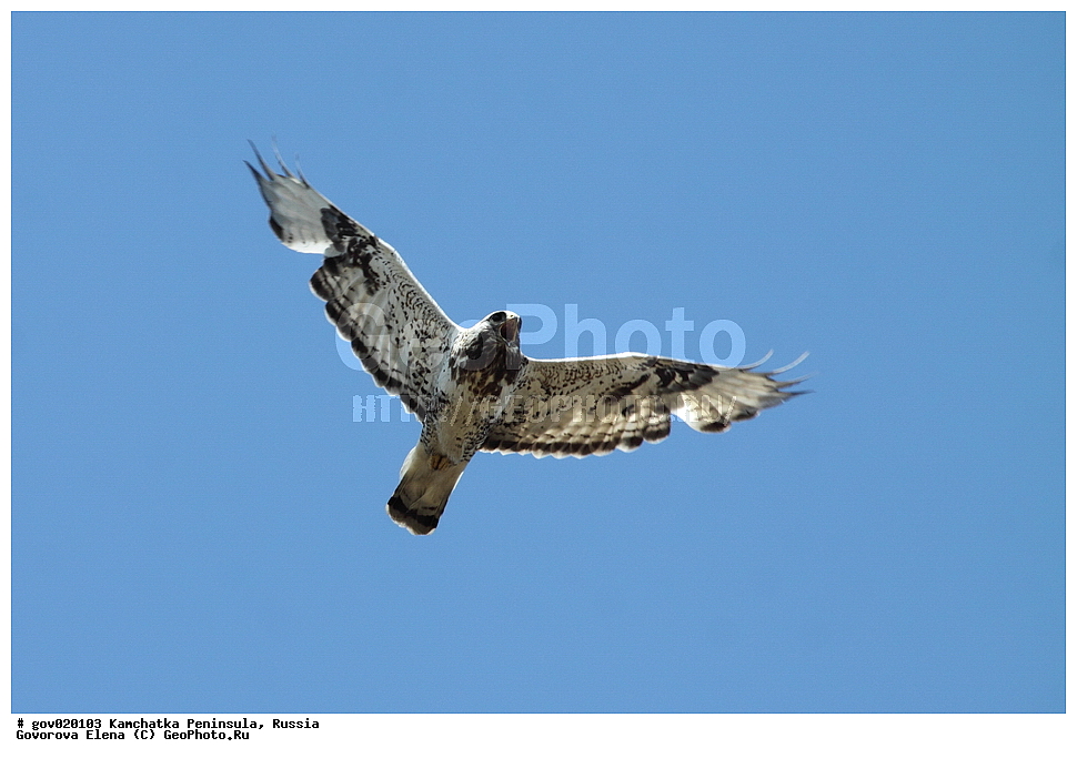 ���������� ��������, ���������� ����, ��������� ���� ��������, ������, ��������, ��������, �����, �����, ��������, �����������, ������ �����, ������ �����, XYZ, ����������, Accipitridae, ������, ���������� �����, Buteo lagopus