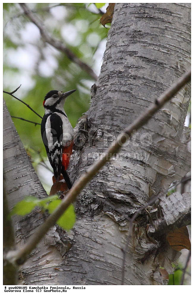 ���������� ��������, ���������� ����, ��������� ���� ��������, ������, ��������, ��������, �����, �����, ��������, �����������, XYZ, ��������, �����, ��������� ��������, Picidae, ������� ������ �����, ϸ����� �����, ������� ������� �����, ������� �����, Dendrocopos major