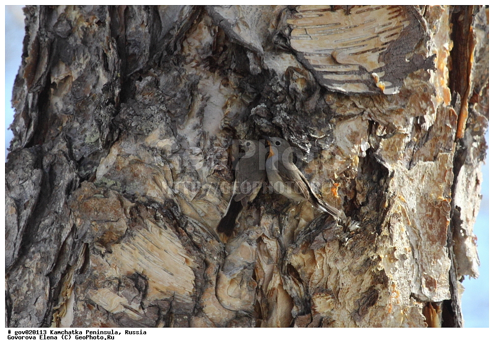 ���������� ��������, ���������� ����, ��������� ���� ��������, ������, ��������, ��������, �����, �����, ��������, �����������, XYZ,  ������������, Muscicapidae, ��������� ����� ���������, Ficedula albicilla, Ficedula parva albicilla