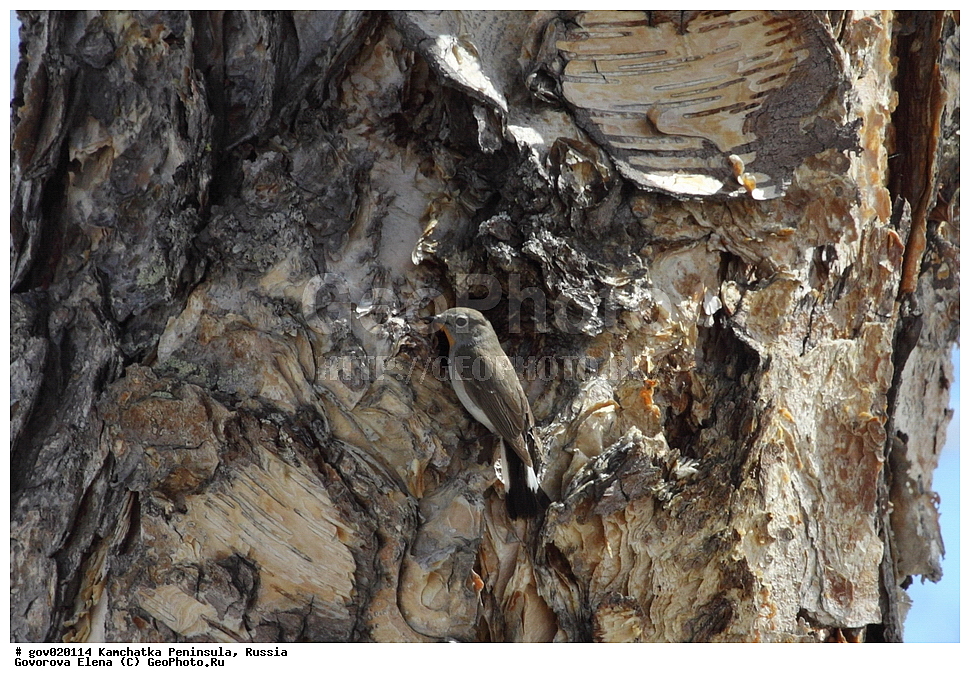 ���������� ��������, ���������� ����, ��������� ���� ��������, ������, ��������, ��������, �����, �����, ��������, �����������, XYZ,  ������������, Muscicapidae, ��������� ����� ���������, Ficedula albicilla, Ficedula parva albicilla