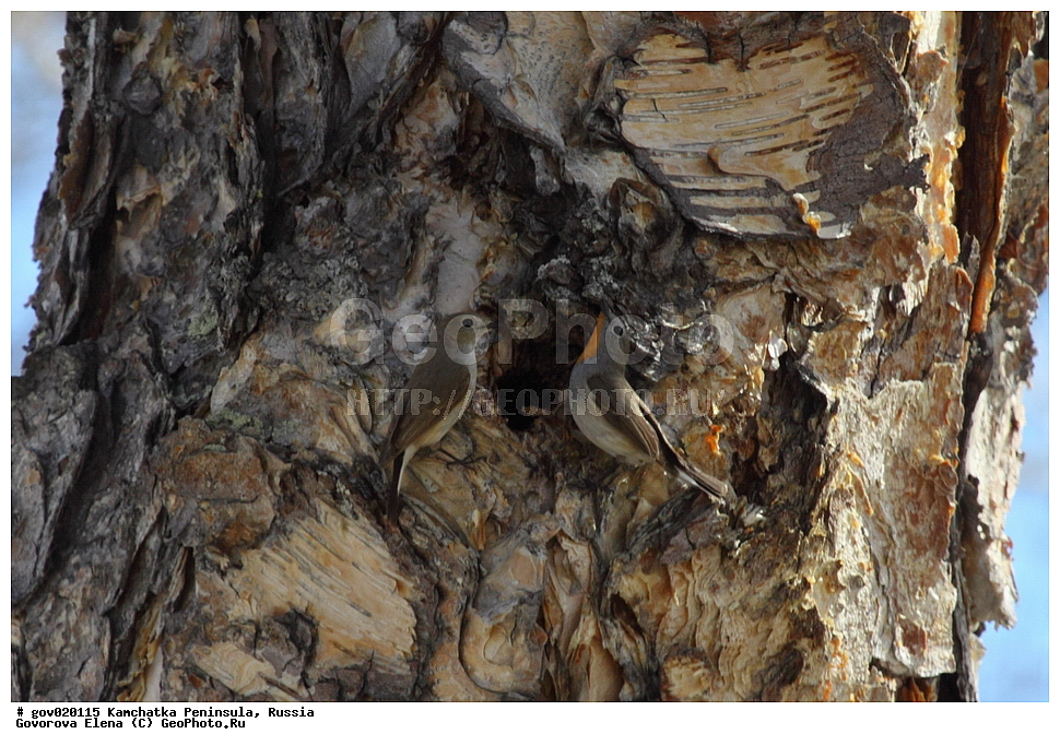 ���������� ��������, ���������� ����, ��������� ���� ��������, ������, ��������, ��������, �����, �����, ��������, �����������, XYZ,  ������������, Muscicapidae, ��������� ����� ���������, Ficedula albicilla, Ficedula parva albicilla