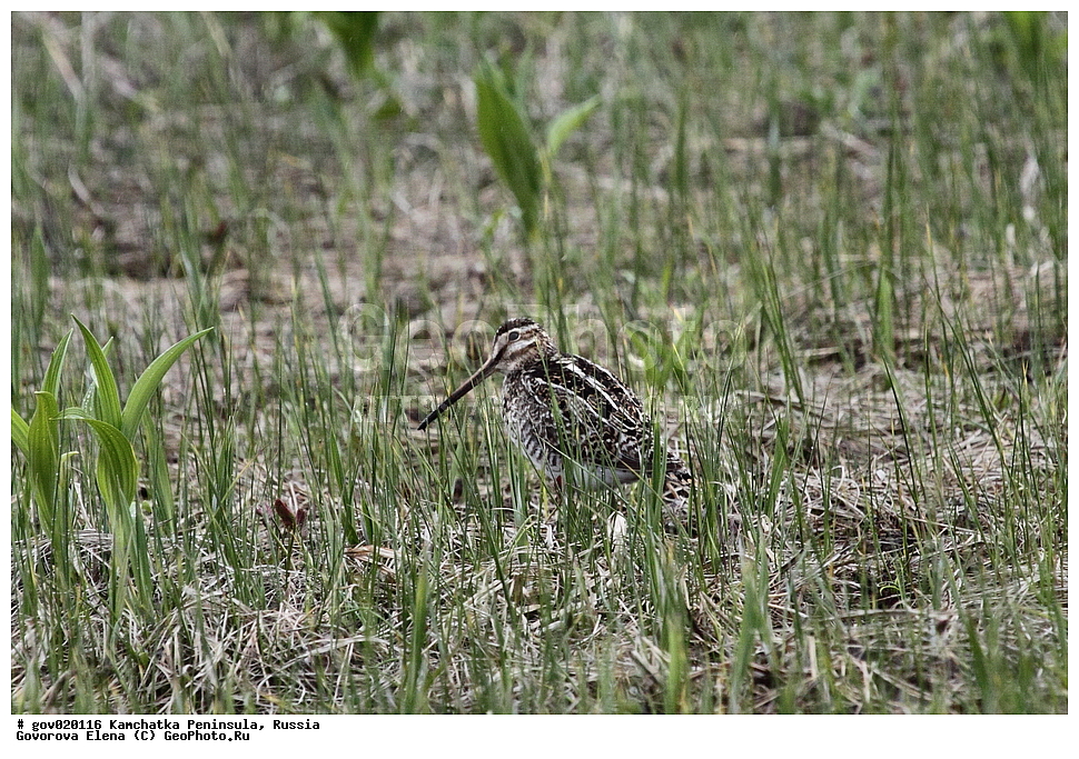 ���������� ��������, ���������� ����, ��������� ���� ��������, ������, ��������, ��������, ��������, �����������, �����, �����, �����, ������, XYZ, ���������, Scolopacidae, �������, �������, Lunda cirrhata, Fratercula cirrhata