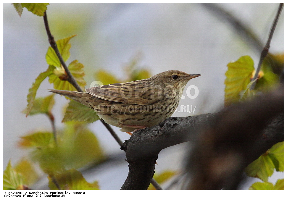 ���������� ��������, ���������� ����, ��������� ���� ��������, ������, ��������, ��������, �����, �����, ��������, �����������, XYZ, ���������, Sylviidae, ��������� �������, Locustella lanceolata