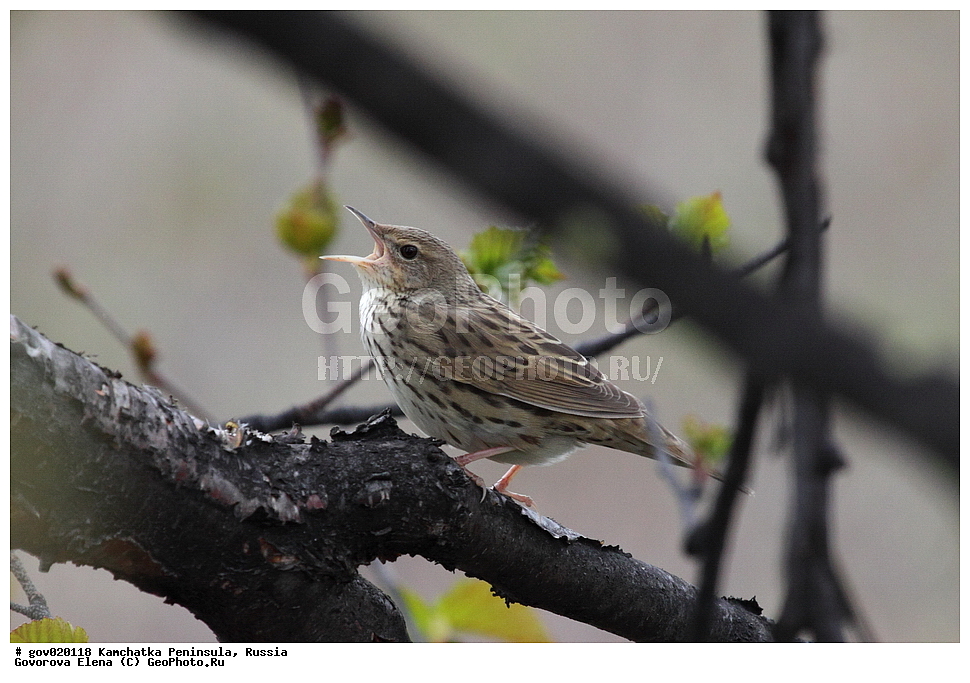 ���������� ��������, ���������� ����, ��������� ���� ��������, ������, ��������, ��������, �����, �����, ��������, �����������, XYZ, ���������, Sylviidae, ��������� �������, Locustella lanceolata