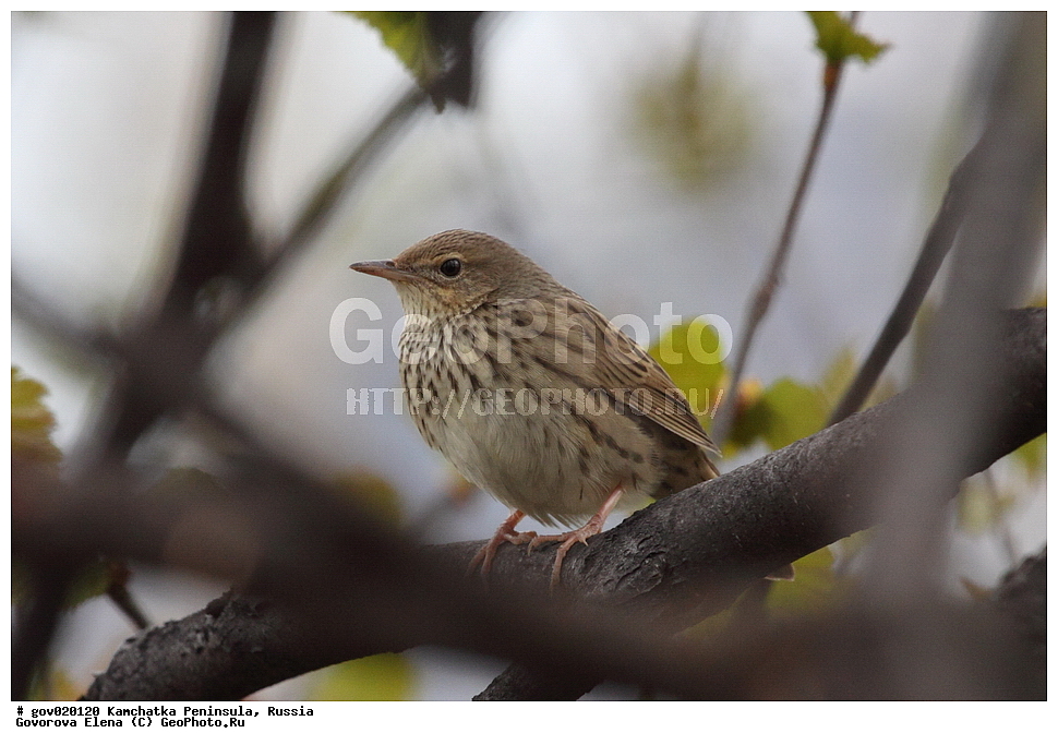 ���������� ��������, ���������� ����, ��������� ���� ��������, ������, ��������, ��������, �����, �����, ��������, �����������, XYZ, ���������, Sylviidae, ��������� �������, Locustella lanceolata