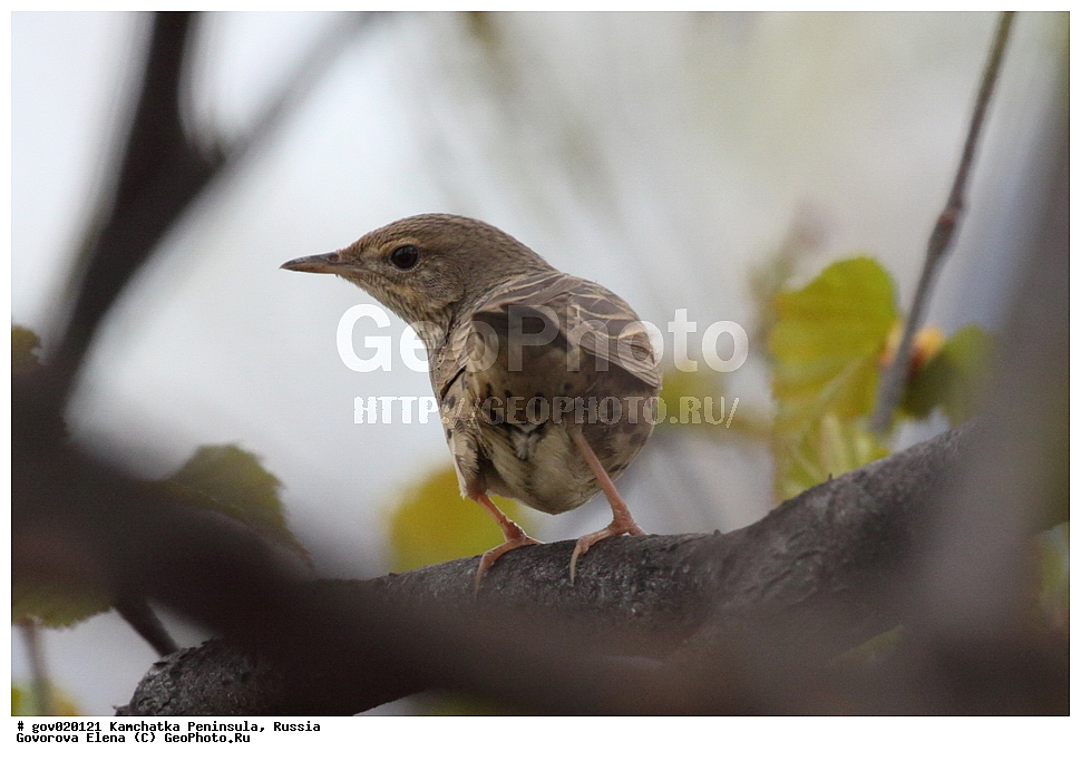 ���������� ��������, ���������� ����, ��������� ���� ��������, ������, ��������, ��������, �����, �����, ��������, �����������, XYZ, ���������, Sylviidae, ��������� �������, Locustella lanceolata