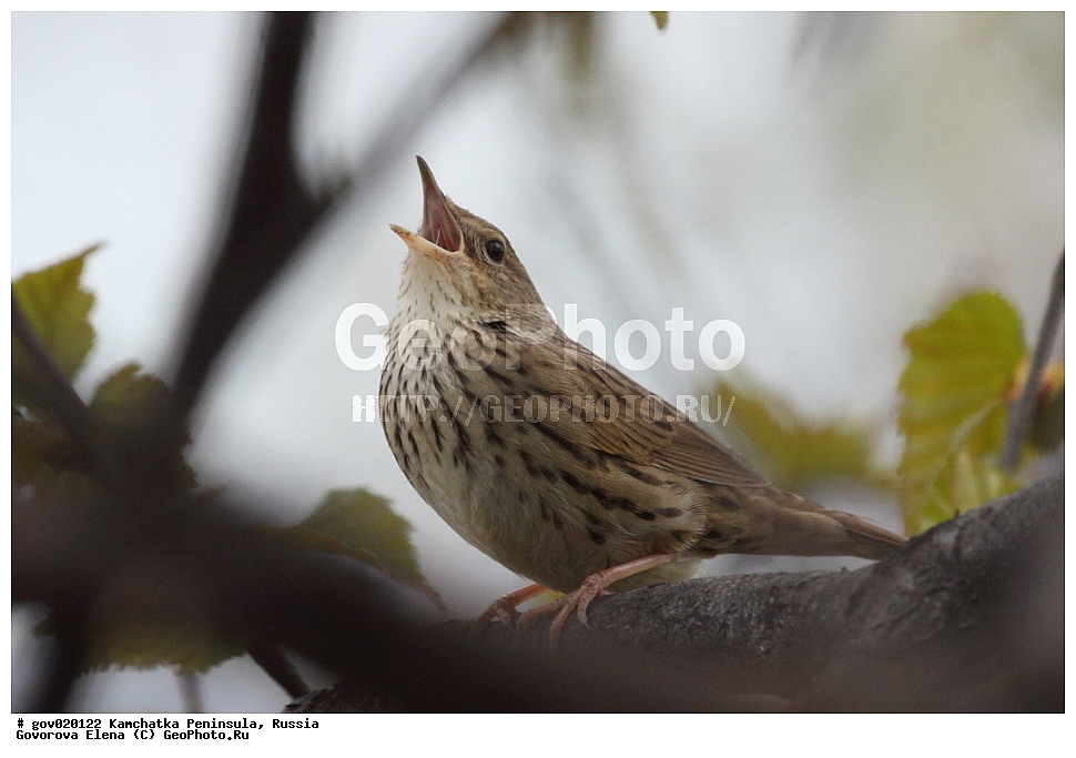 ���������� ��������, ���������� ����, ��������� ���� ��������, ������, ��������, ��������, �����, �����, ��������, �����������, XYZ, ���������, Sylviidae, ��������� �������, Locustella lanceolata