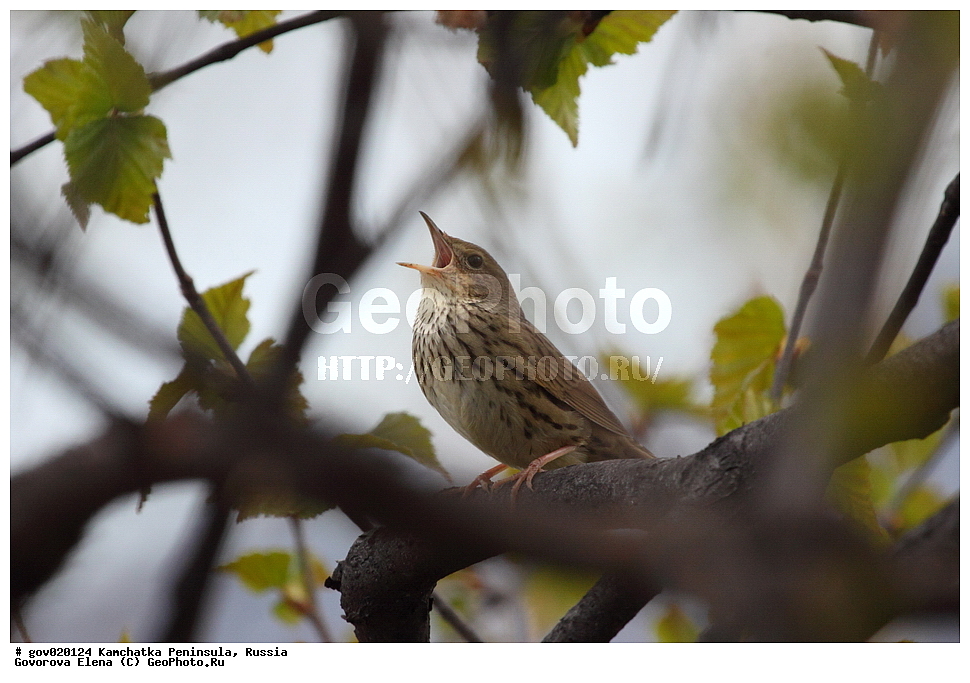 ���������� ��������, ���������� ����, ��������� ���� ��������, ������, ��������, ��������, �����, �����, ��������, �����������, XYZ, ���������, Sylviidae, ��������� �������, Locustella lanceolata